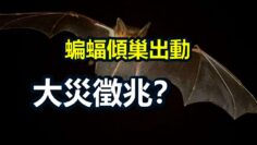 [ID: yH0Kgnmrxmg] Youtube Automatic